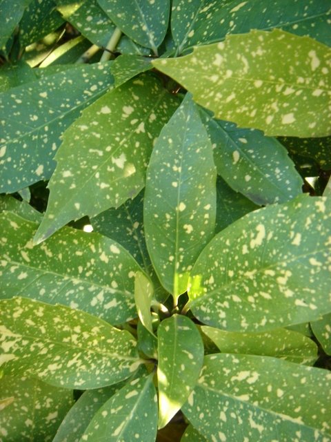 Aucuba japonica 'Crotonifolia'